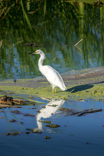 Nature Preserve «Mitchell Lake Audubon Center», reviews and photos, 10750 Pleasanton Rd, San Antonio, TX 78221, USA