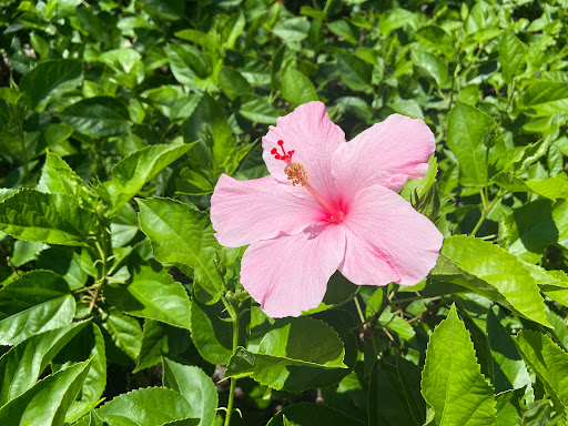 Shopping Mall «Periwinkle Place», reviews and photos, 2075 Periwinkle Way, Sanibel, FL 33957, USA