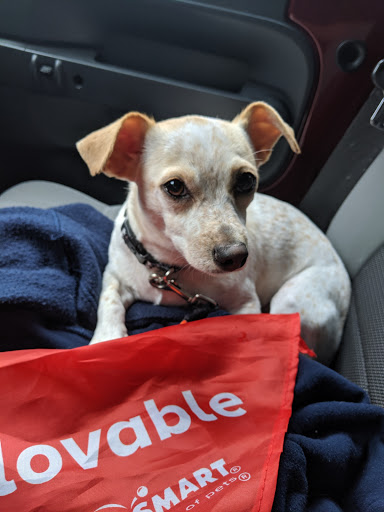 Pet Supply Store «PetSmart», reviews and photos, 367 Mt Hope Ave, Rockaway, NJ 07866, USA