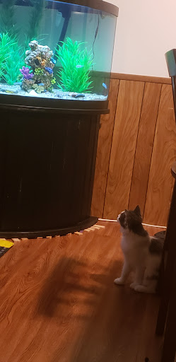 Pet Supply Store «PetSmart», reviews and photos, 4540 Grape Rd, Mishawaka, IN 46545, USA