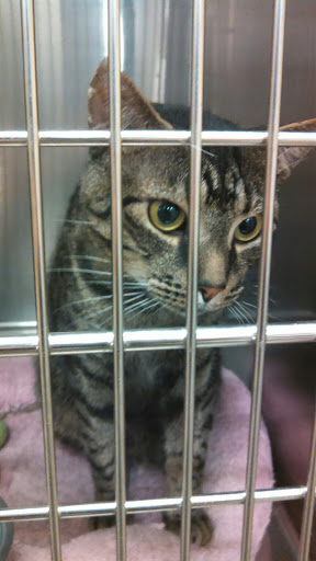 Pet Supply Store «PetSmart», reviews and photos, 1421 Carl D Silver Parkway, Fredericksburg, VA 22401, USA