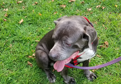 Park «Kawameeh Park», reviews and photos, 1750 Morris Ave, Union, NJ 07083, USA