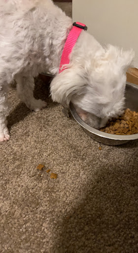 Pet Supply Store «Buckles Feed Depot & Pet Supply», reviews and photos, 220 S 4th St, Lafayette, IN 47901, USA