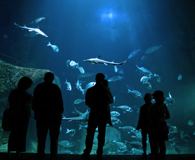 L'Aquashow à Audierne
