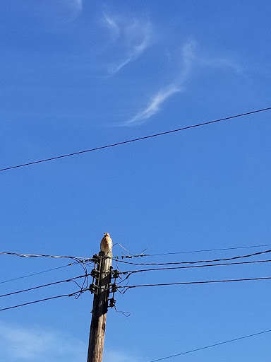 Plumber «Weilhammer Plumbing Co. Inc.», reviews and photos, 1819 Shelby St, Indianapolis, IN 46203, USA