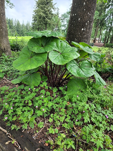 Golf Course «Meadow Park Golf Course», reviews and photos, 7108 Lakewood Dr W, Tacoma, WA 98467, USA