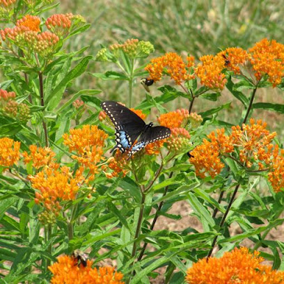 Joyful Butterfly