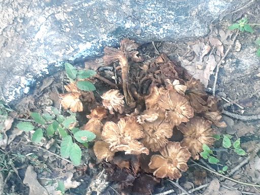 Dog Park «Bedford Bark Park», reviews and photos, 3200 Meadow Park Dr, Bedford, TX 76021, USA