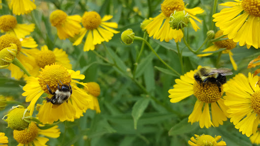 Non-Profit Organization «Aldo Leopold Nature Center», reviews and photos, 330 Femrite Dr, Madison, WI 53716, USA