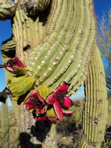 Tourist Attraction «Linda Vista Trail», reviews and photos, 730 E Linda Vista Rd, Oro Valley, AZ 85737, USA