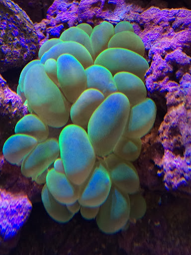 Pet Store «Colchester pet Shop LLC», reviews and photos, 111 Loomis Rd #2a, Colchester, CT 06415, USA