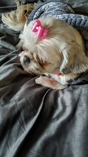 Pet Supply Store «Pet Supplies Plus», reviews and photos, 2100 W Grand River Ave, Okemos, MI 48864, USA