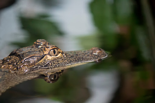 Aquarium «South Carolina Aquarium», reviews and photos, 100 Aquarium Wharf, Charleston, SC 29401, USA