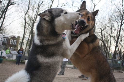 Dog Park «Forest Park Dog Run», reviews and photos, 8445 Park Ln S, Woodhaven, NY 11421, USA