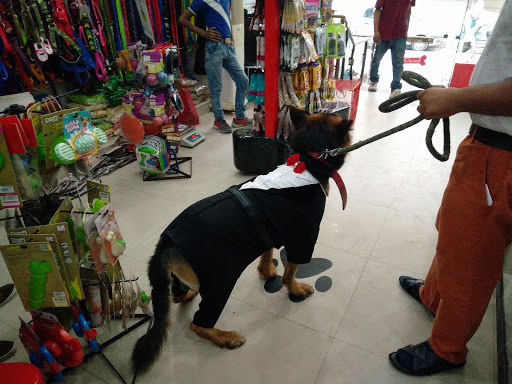 Dog grooming courses Delhi