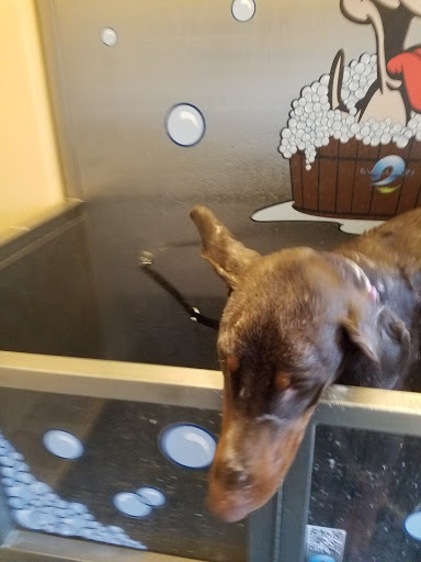 Pet Supply Store «Elmwood Pet Supplies», reviews and photos, 706 Elmwood Ave, Buffalo, NY 14222, USA