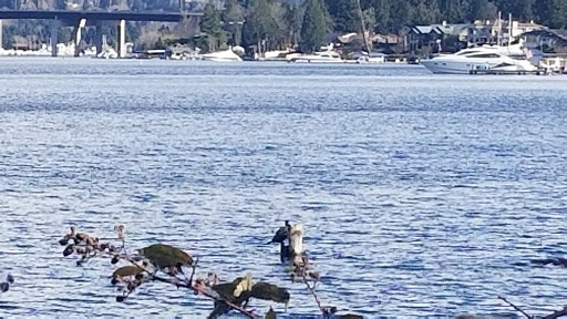 Park «Luther Burbank Park», reviews and photos, 2040 84th Ave SE, Mercer Island, WA 98040, USA