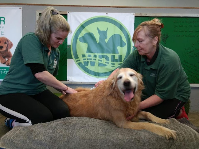 Well Dog Hydrotherapy - Veterinarian