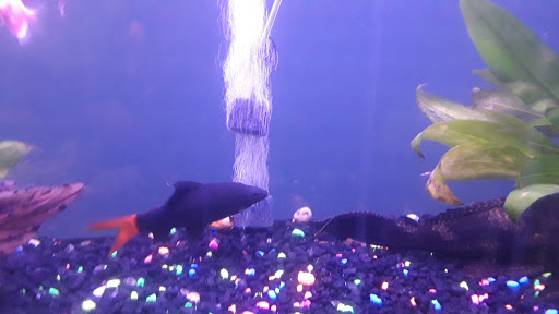 Pet Supply Store «Petland Discounts - Fulton Street», reviews and photos, 1216 Fulton St, Brooklyn, NY 11216, USA