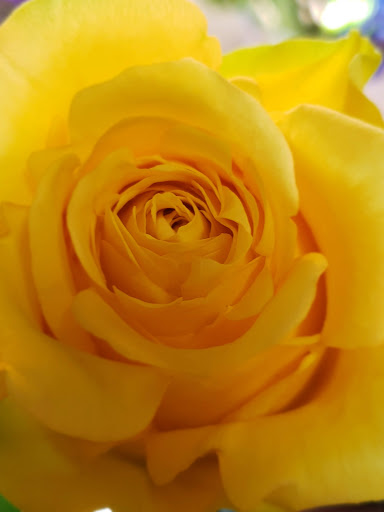 Florist «Treasures Remembered Florist», reviews and photos, 600 W Locust St, Princeton, KY 42445, USA