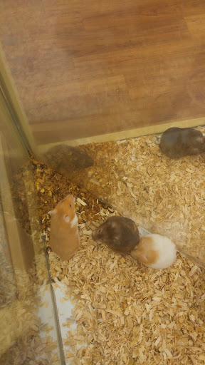 Pet Store «Pet Supermarket», reviews and photos, 4270 Bee Ridge Rd, Sarasota, FL 34233, USA