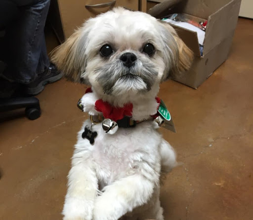 Pet Supply Store «Dog Gone Holistic-SouthShore», reviews and photos, 13131 US-301, Riverview, FL 33578, USA