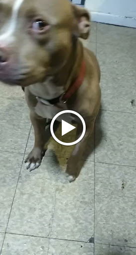 Pet Store «Animal Welfare League», reviews and photos, 6224 S Wabash Ave, Chicago, IL 60637, USA