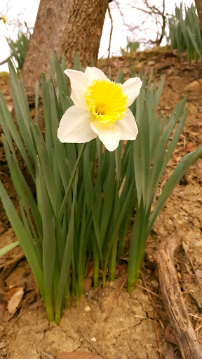 Park «Turner Park», reviews and photos, 600 N Belt Line Rd, Grand Prairie, TX 75050, USA