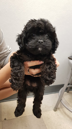 Pet Store «Petland Las Vegas», reviews and photos, 8800 W Charleston Blvd #3, Las Vegas, NV 89145, USA