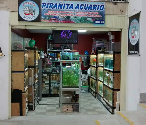 Pirañita Acuario