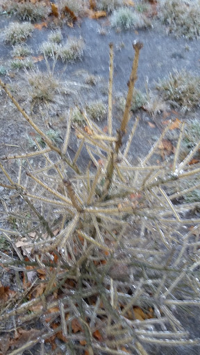 Park «Webb Park», reviews and photos, 58 Summit St, Weymouth, MA 02188, USA