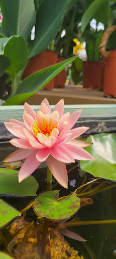 Greenhouse «Wentworth Greenhouses», reviews and photos, 141 Rollins Rd, Rollinsford, NH 03869, USA