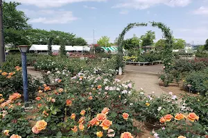 Rose garden image