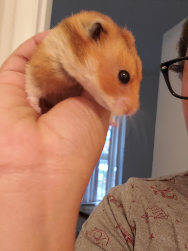 Pet Supply Store «Petco Animal Supplies», reviews and photos, 4908 Kingston Pike, Knoxville, TN 37919, USA