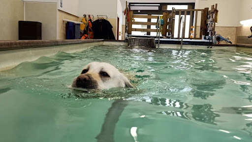 Swimming Dogs Piscina per Cani