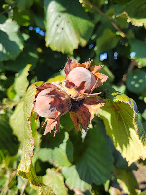 Noxi fruits à Rouvres