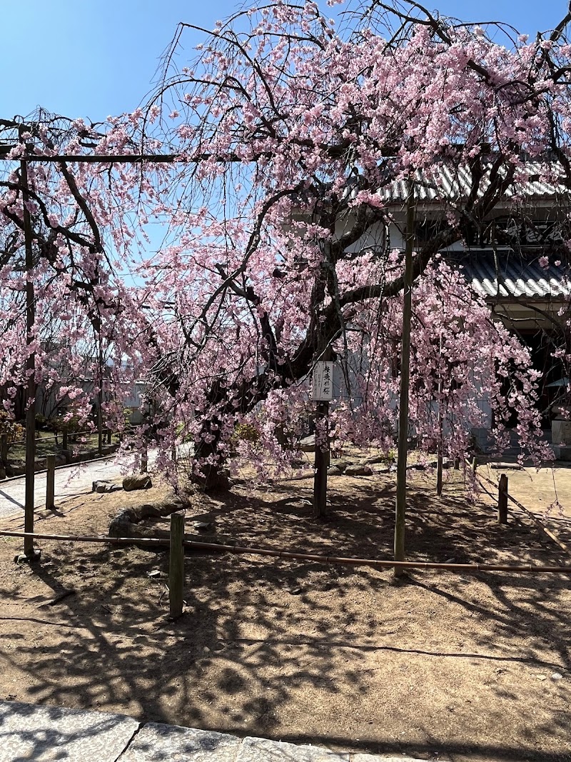 天寧寺のしだれ桜