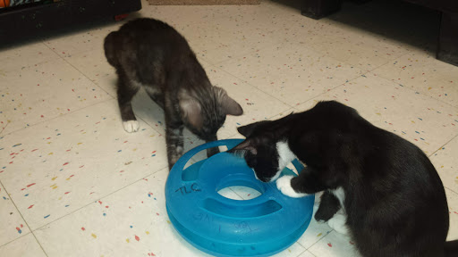 Pet Supply Store «Petco Animal Supplies», reviews and photos, 330 Orchard Park Rd, West Seneca, NY 14224, USA