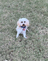 Lisa’s diva dogs - Photo 6 - Car repair in Tulsa, OK, Broken Arrow