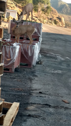 Florist «Chelan Fruit Plant 3», reviews and photos, 80 McNeil Canyon Rd, Orondo, WA 98843, USA