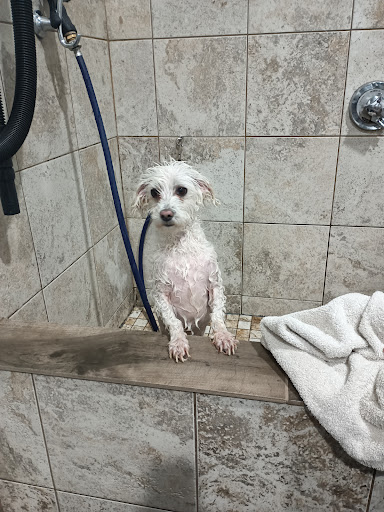 Pet Supply Store «The Natural Pet Outlet», reviews and photos, 3380 Fairfield Ave, Bridgeport, CT 06605, USA