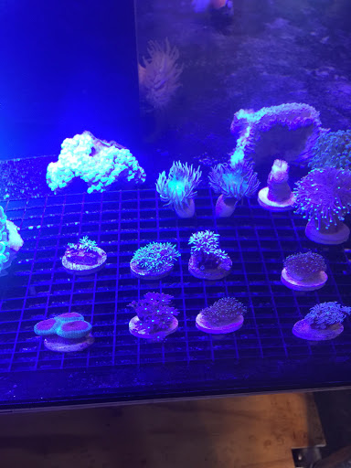 Tropical Fish Store «Aquatic Paradise», reviews and photos, 705 West Ave, Clermont, FL 34711, USA