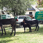 Photo n° 3 de l'avis de Fabienne.r fait le 21/08/2022 à 16:39 pour La Petite Plage Loudenvielle à Loudenvielle