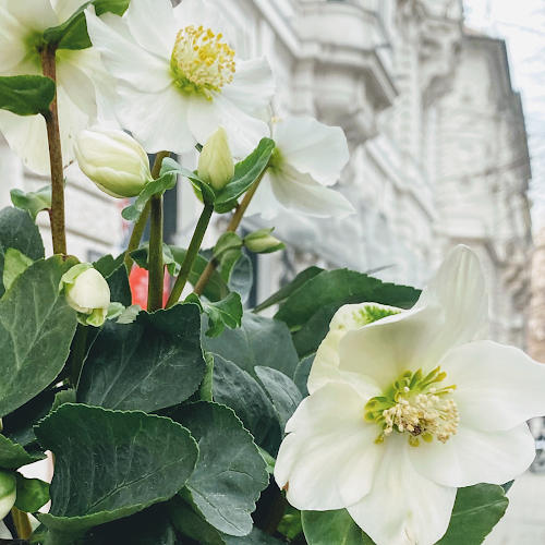 Hozzászólások és értékelések az Budapest Flower Virágüzlet-ról