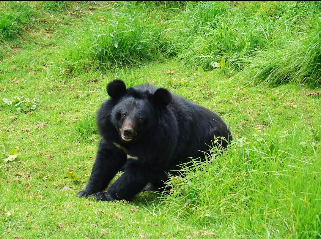 Nainital Zoo