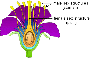 C:\Users\Ebube\Desktop\DTW TUTORIALS\DTW BLOG PHYSICS\flower_reproductive_structures.gif