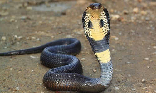 Các loài rắn hổ mang phổ biến ở Việt Nam
