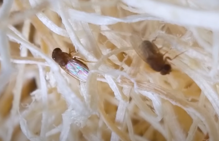 Drosophila fruit flies in fly substrate