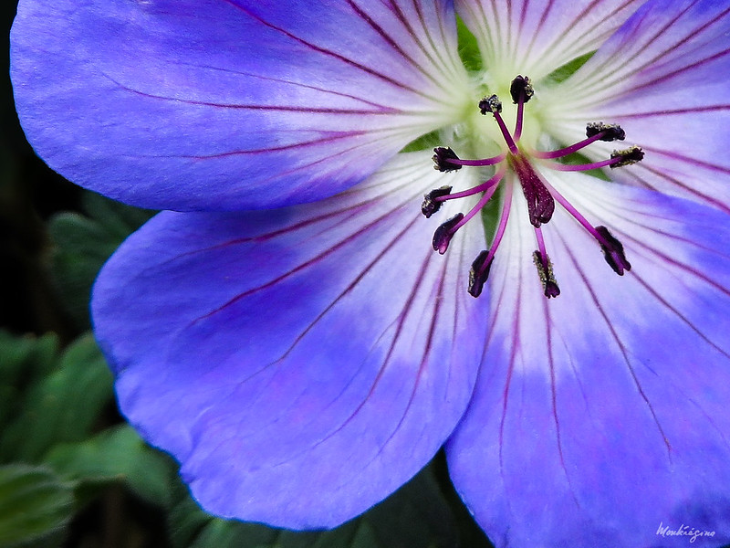 géranium rozanne gros plan