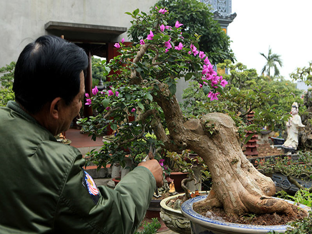 Trình tự cắt tỉa thân cây bonsai nghệ thuật